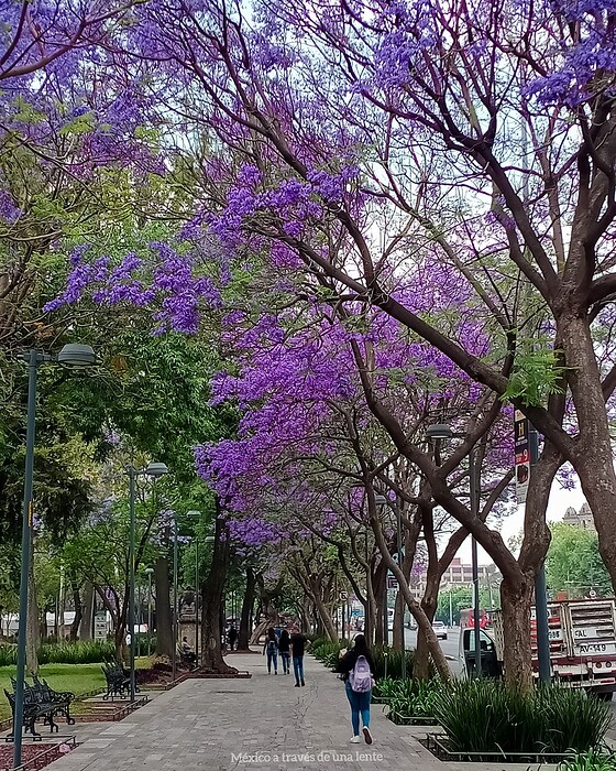 Alameda Central, CDMX. 💜