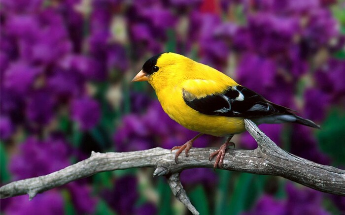 Hermoso-Pajarito-de-Color-Amarillo_Imagenes-de-Aves-exoticas