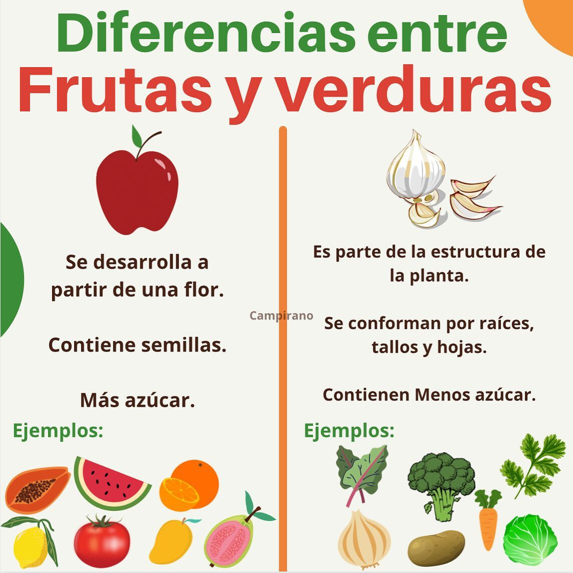 Lista 98 Foto Cuál Es La Diferencia Entre Frutas Y Verduras Cena Hermosa 4622